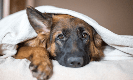 КАК HI-PET ПОМОГАЕТ ВАМ УДОВЛЕТВОРИТЬ ПОТРЕБНОСТИ ВАШЕГО ПИТОМЦА ЛУЧШЕ, ЧЕМ ДРУГИЕ?