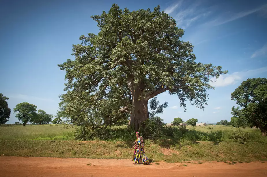 treeaid