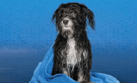 犬用シャンプーを購入する前に確認すべきこと