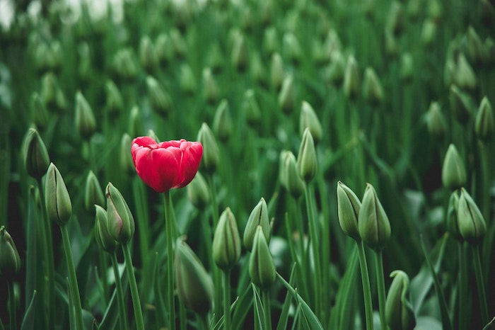 Flor roja abierta en un campo de flores verdes sin abrir.