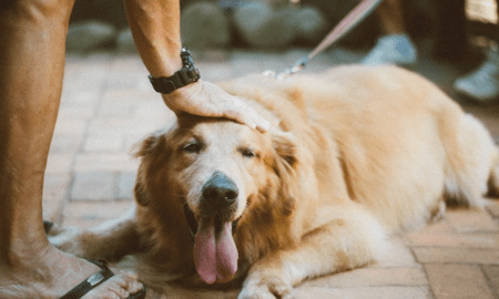 Por que os cães me seguem em todos os lugares?