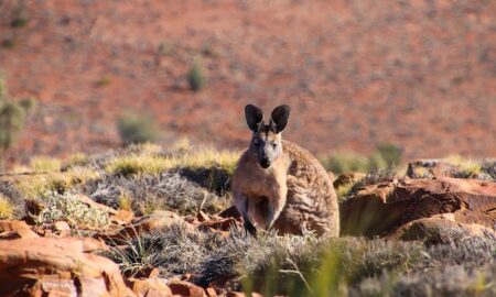 Découvrez l'Australie du Sud : une aventure inoubliable au départ d'Adélaïde