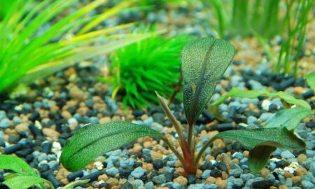 Bucephalandra'nın Akvaryum Tankları İçin Nefes Kesen Faydalarını Keşfetmek