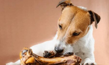 Ostrich Bones as Dog Treats di Singapura