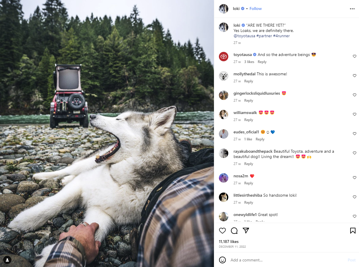 狼狗洛基的 Instagram 账户截图