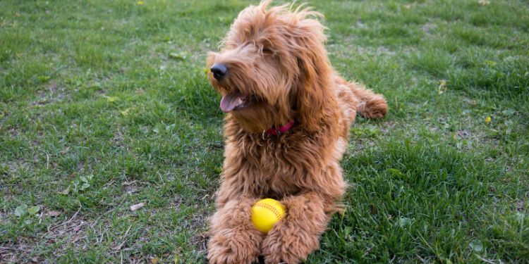 anjing duduk di taman dengan bola