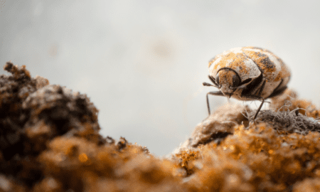 Tratamiento eficaz contra escarabajos: Protección de su espacio contra infestaciones: Protección de su espacio contra infestaciones