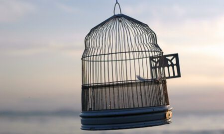Menciptakan Surga yang Nyaman: Menjelajahi Dunia Grosir Sangkar Burung