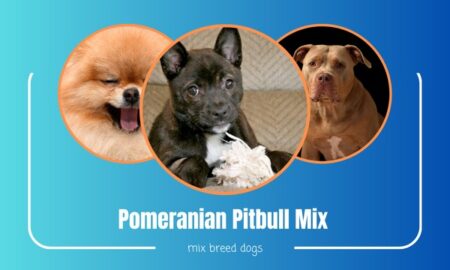 ¿Qué es exactamente la raza mixta Pomerania-Pitbull?