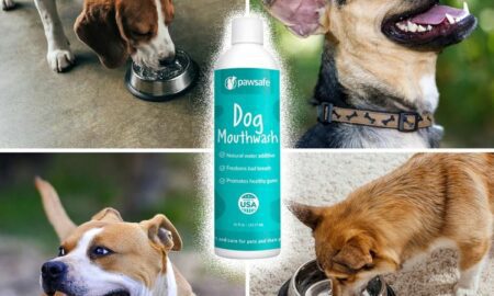 Pawsafe Dog 구강청결제 리뷰(최근 업데이트됨): 이 글을 읽기 전에는 Pawsafe 구강청정제를 구매하지 마세요.