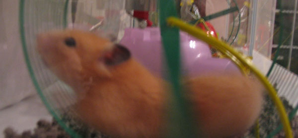 roda hamster