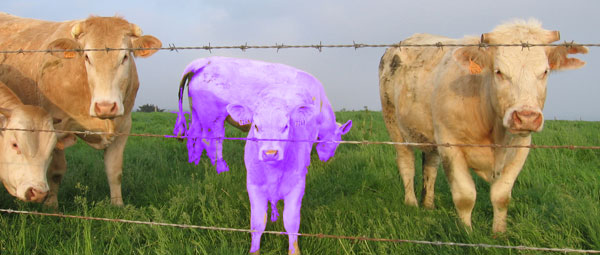 Vache pourpre