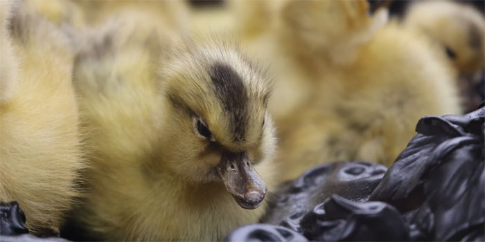 anak ayam